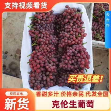 克伦生无核葡萄海量货源，梆硬脆甜无核，代发全国各地