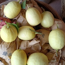 (一件代发)安岳黄柠檬尤力克泡水饮品新鲜水果保鲜包邮