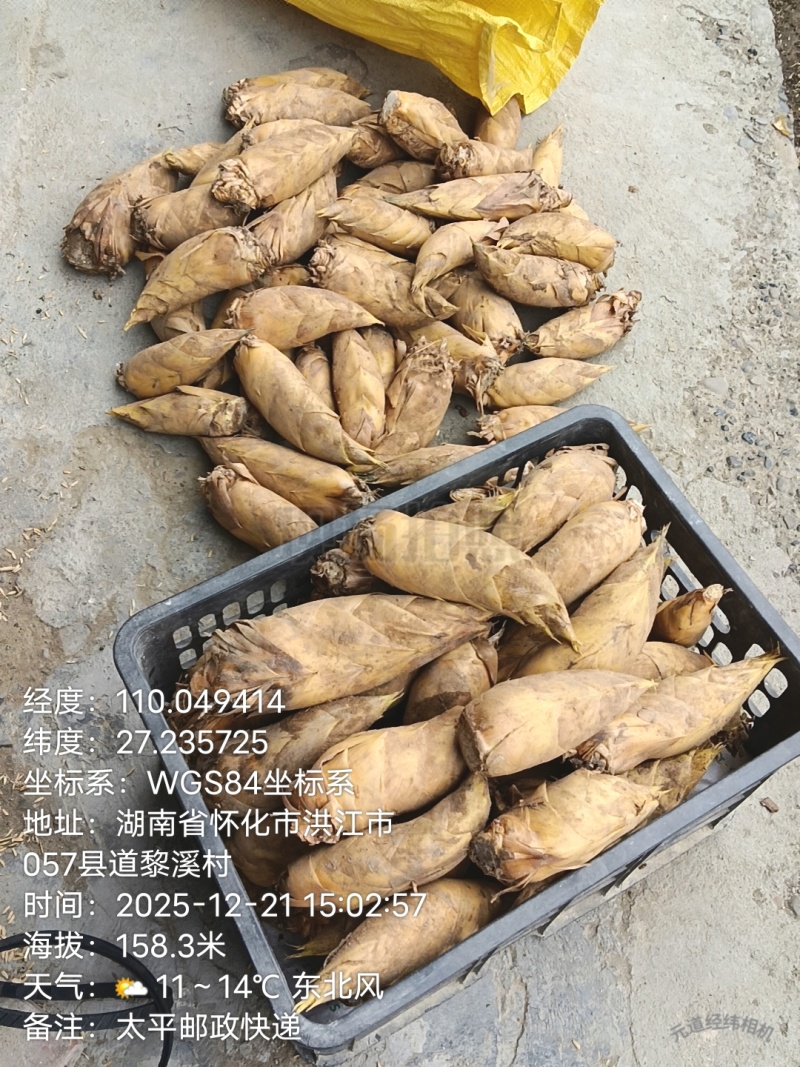 冬笋、冬季大自然里生长的美食、即能吃又是送礼的佳品