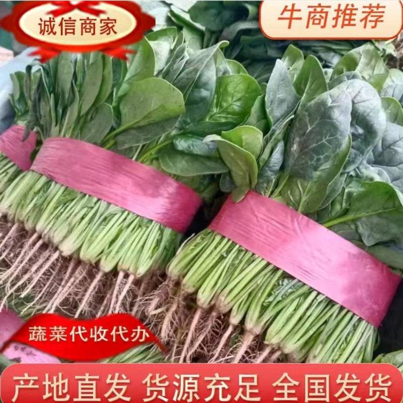 【强烈推荐】河南大叶菠菜产地直发量大从优货源充足