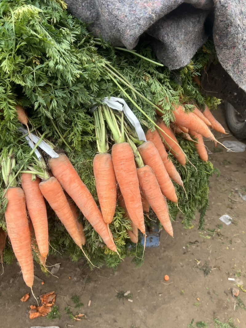 【优选】胡萝卜，三红胡萝卜大量上市，多规格，超市场，加工