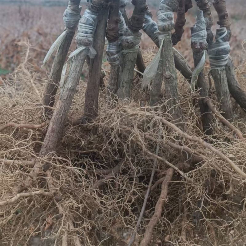湖南湘西水杨桃嫁接苗，金艳，精品