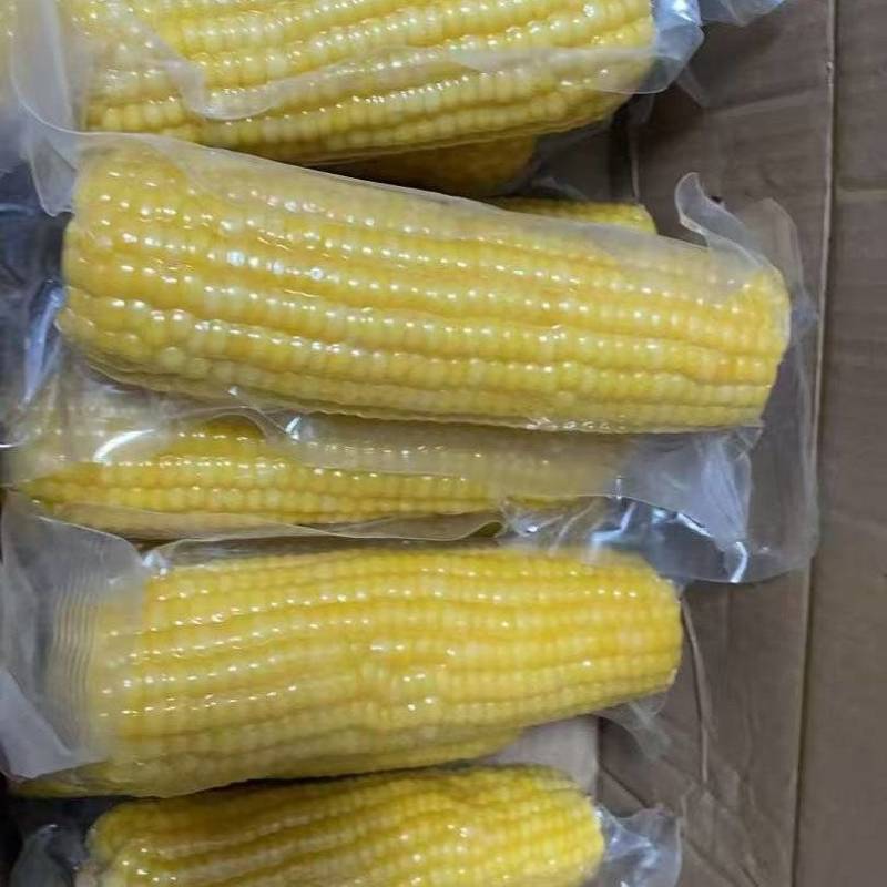 《畅销》山东黄糯玉米对接商超团购电商一条龙服务量大从优