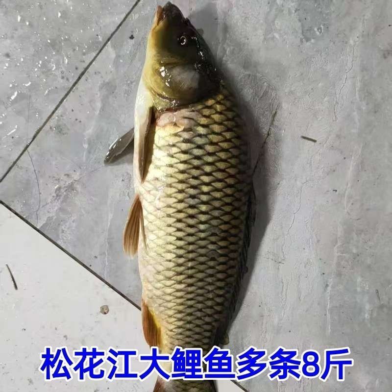 东北冷水鲤鱼新鲜鲜活速冻整鱼淡水鱼冷水鱼现捕四鼻鲤鱼整鱼