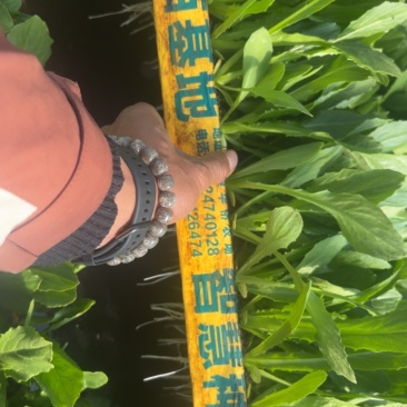 油麦菜苗