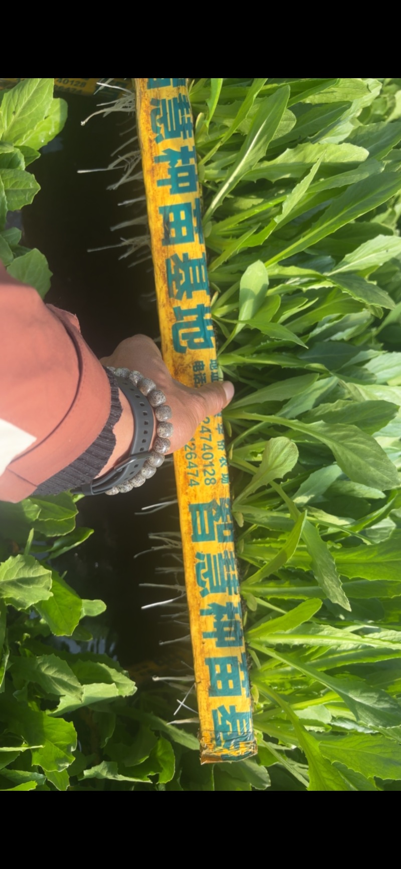 油麦菜苗
