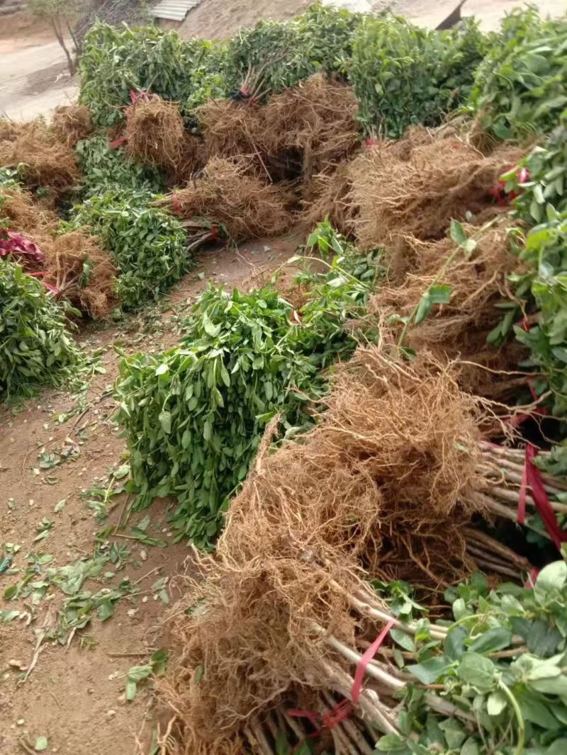 金银花苗保质保量发货，价格优惠欢迎老板来订购