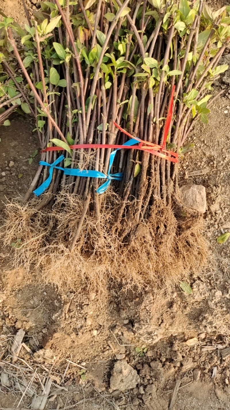 金银花苗保质保量发货，价格优惠欢迎老板来订购