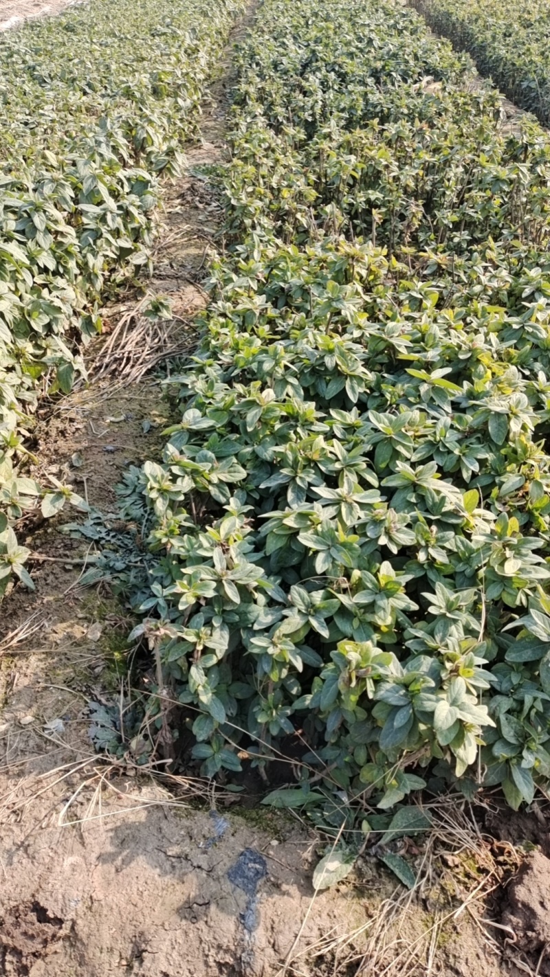 金银花苗保质保量发货，价格优惠欢迎老板来订购