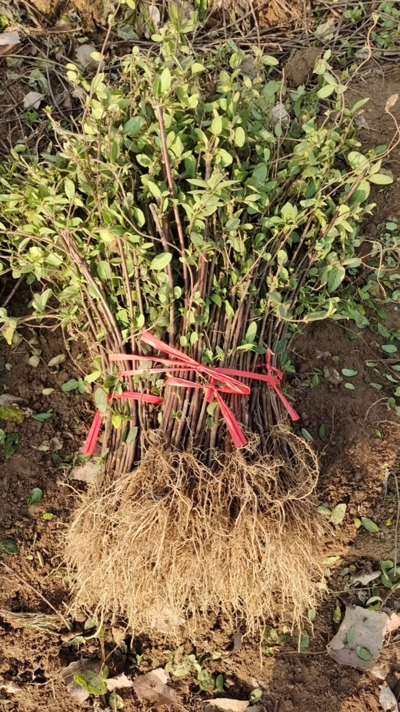金银花苗保质保量发货，价格优惠欢迎老板来订购