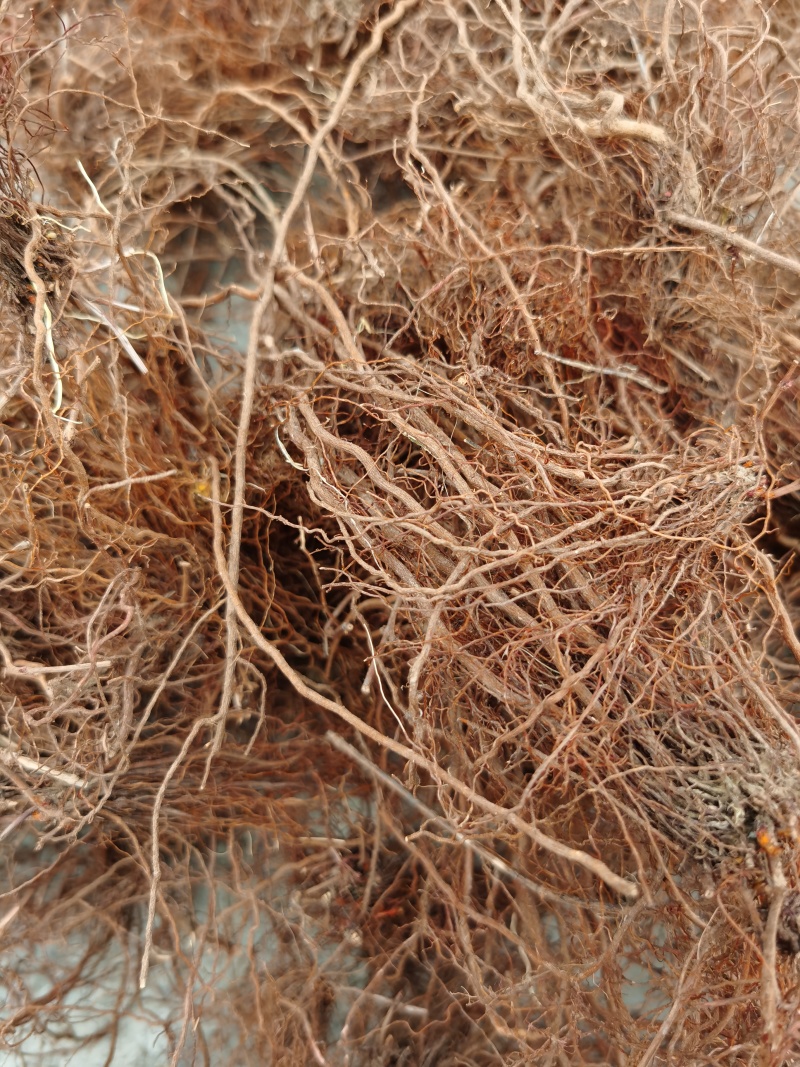 茜草，水洗野生