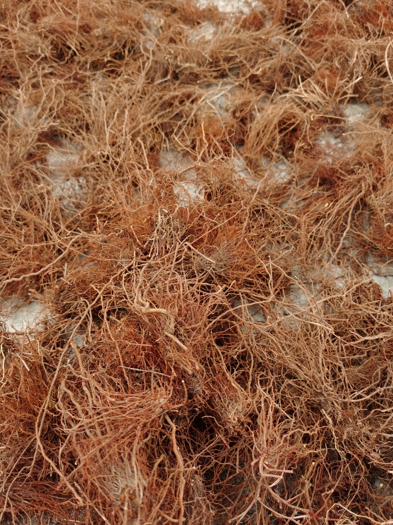 茜草，水洗野生
