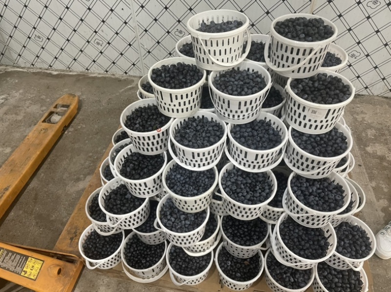 大量供应蓝莓，自己有加工车间L25F11优瑞卡42