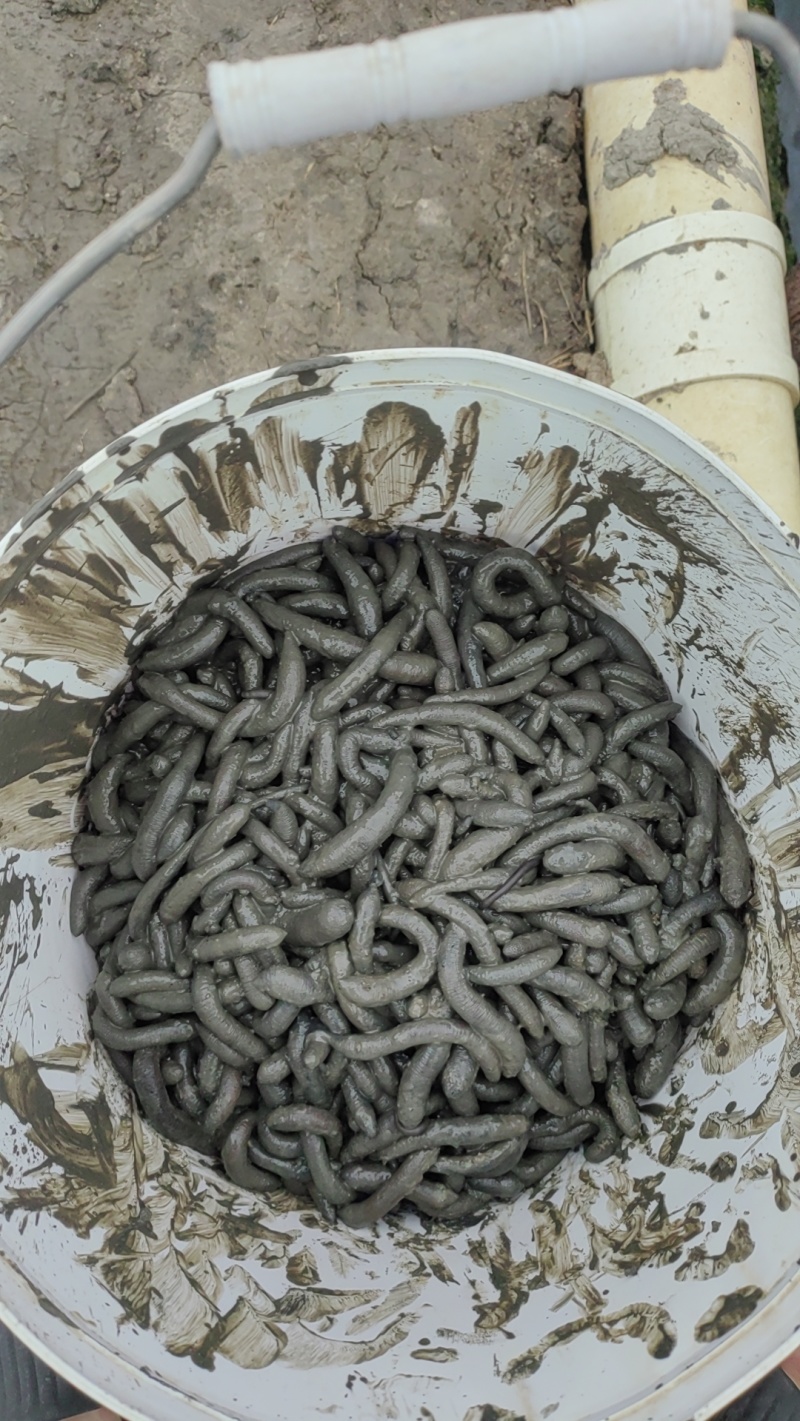 湛江沙虫