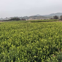 油茶树苗批发