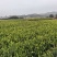 油茶树苗批发