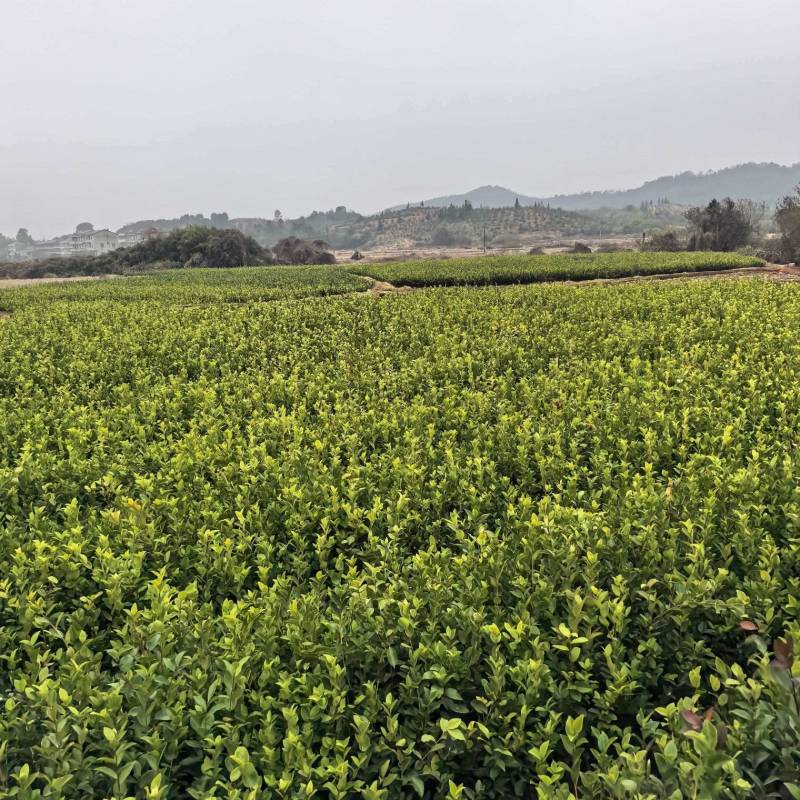 油茶树苗批发