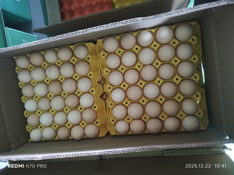 新鲜鸡蛋批发丽江同城自提