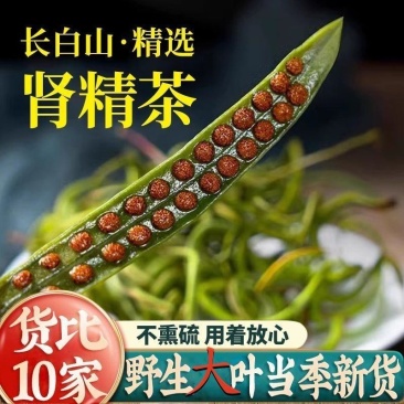 正宗东北野生肾精草大叶批发