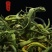 正宗东北野生肾精草大叶批发