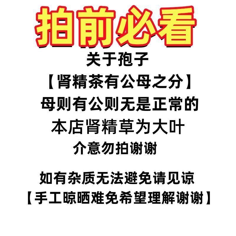 正宗东北野生肾精草大叶批发