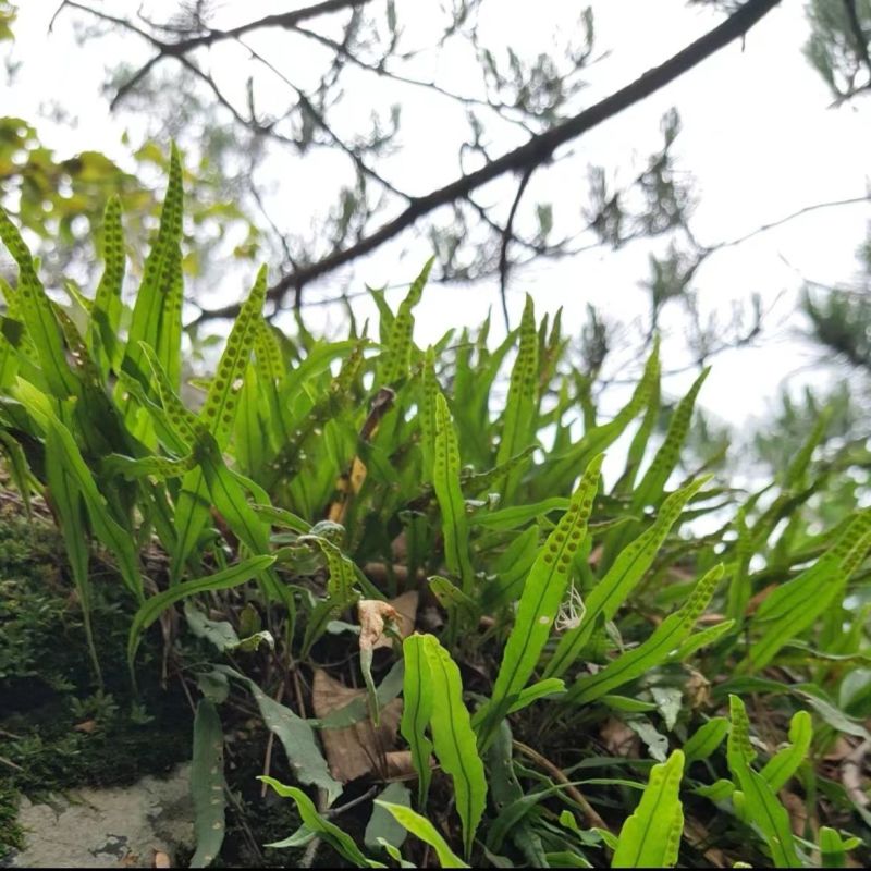 正宗东北野生肾精草大叶批发