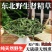 正宗东北野生肾精草大叶批发