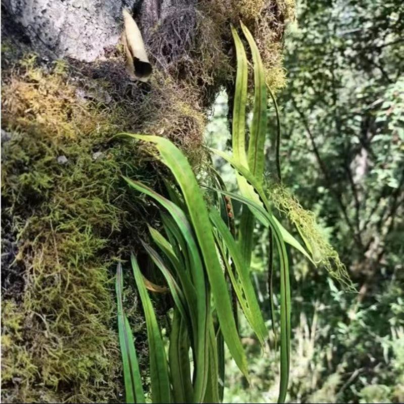 正宗东北野生肾精草大叶批发