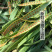 正宗东北野生肾精草大叶批发