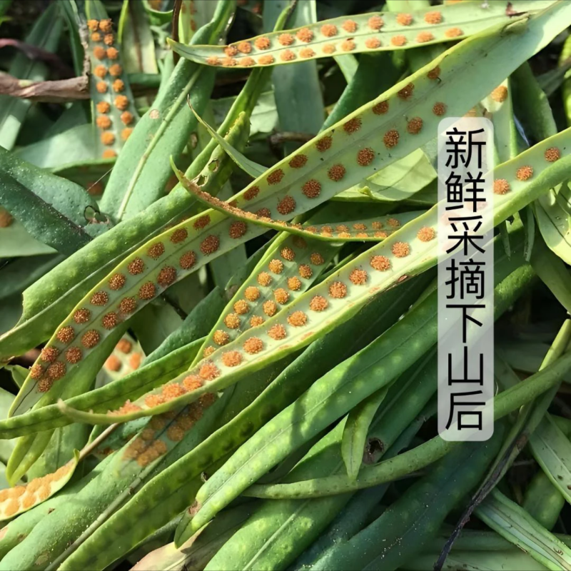 正宗东北野生肾精草大叶批发