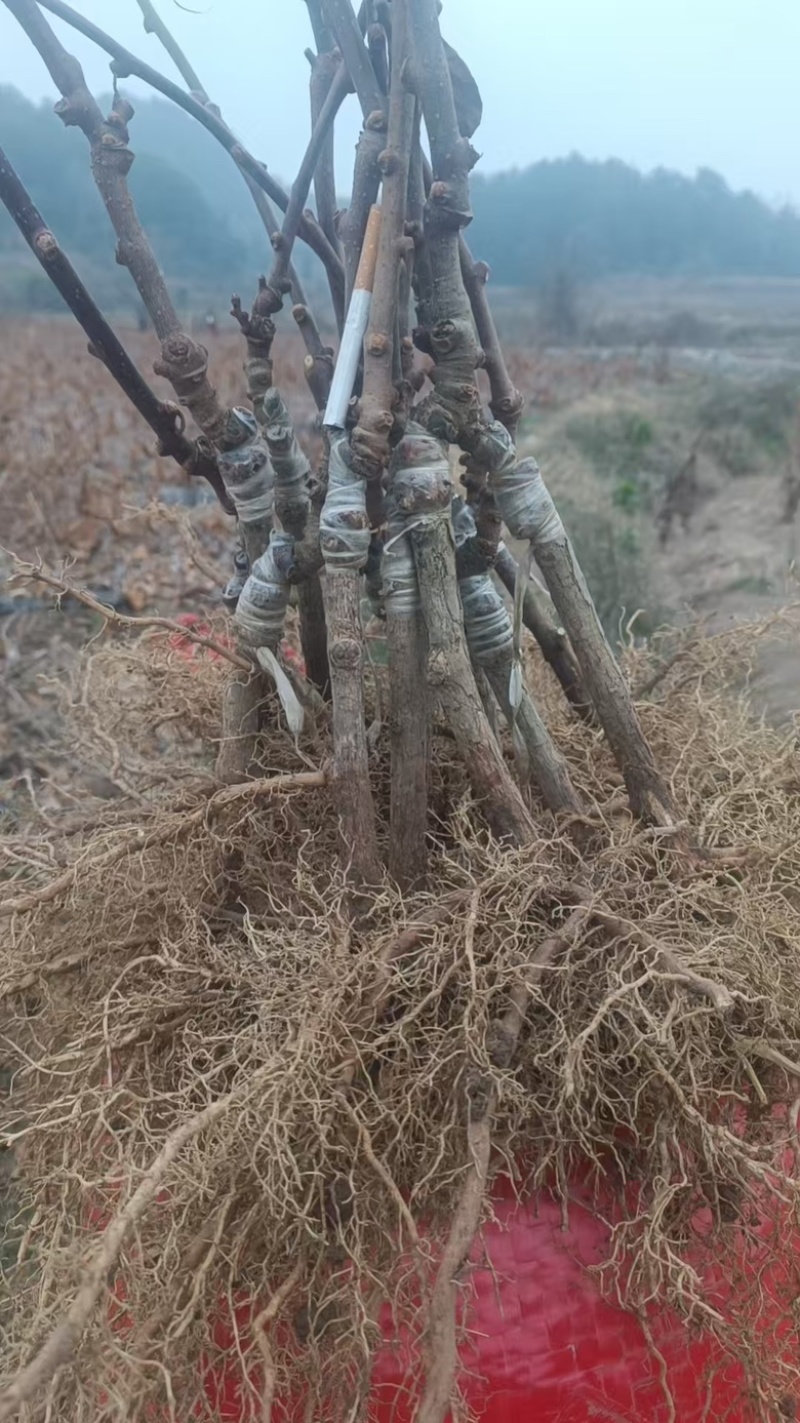 湖南湘西水杨桃嫁接苗，金艳，精品
