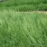 无芒雀麦种子多年生耐寒草四季青畜禽牧草籽猪牛羊驴鸡鹅兔