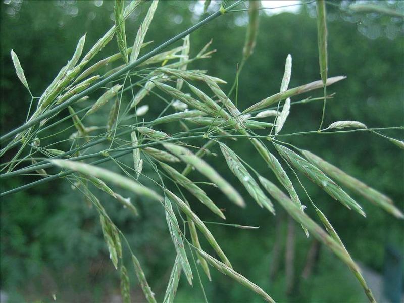 无芒雀麦种子多年生耐寒草四季青畜禽牧草籽猪牛羊驴鸡鹅兔