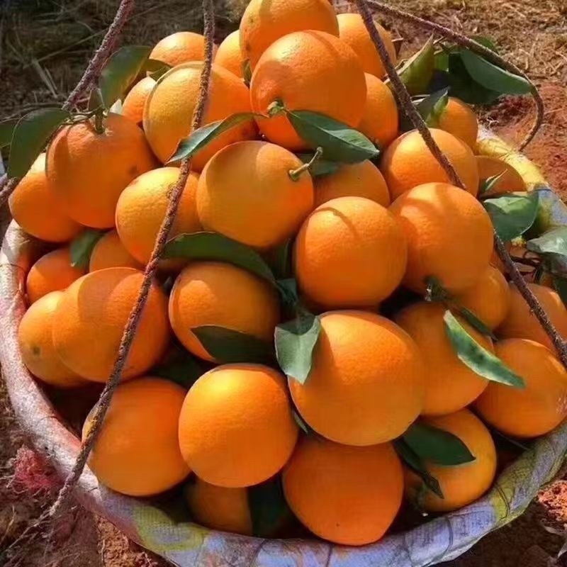 湖北三峡秭归甜橙