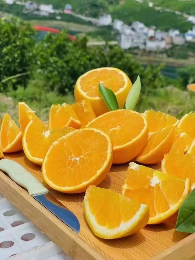 湖北三峡秭归甜橙