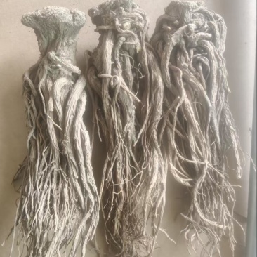 （实）甘肃岷县热卖当归产地直发，可视频看货