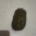 我有个猪宝想卖。