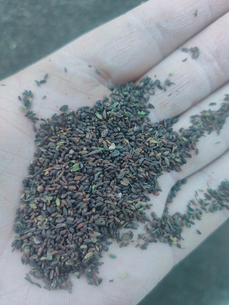 甘肃原产地独根北柴胡籽
