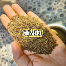 甘肃原产地独根北柴胡籽