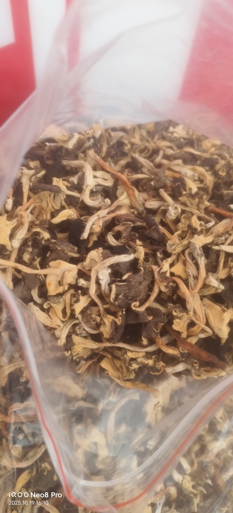 野生桂花菌