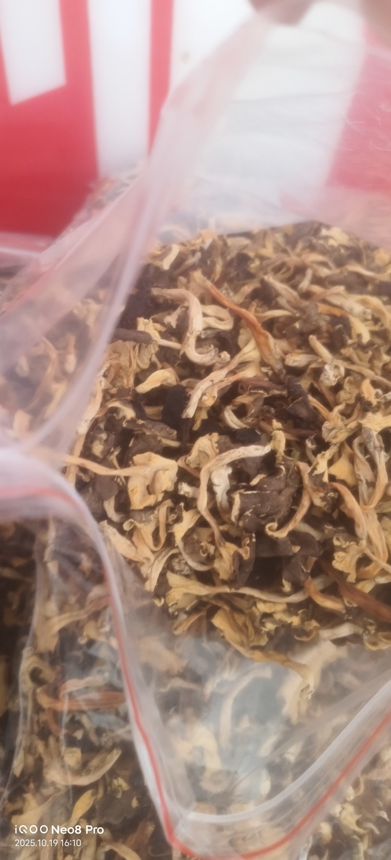 野生桂花菌