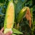 太阳花水果玉米，一手货源，产地直发