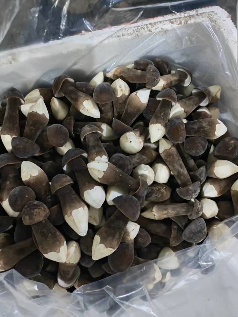 黑鸡枞菌