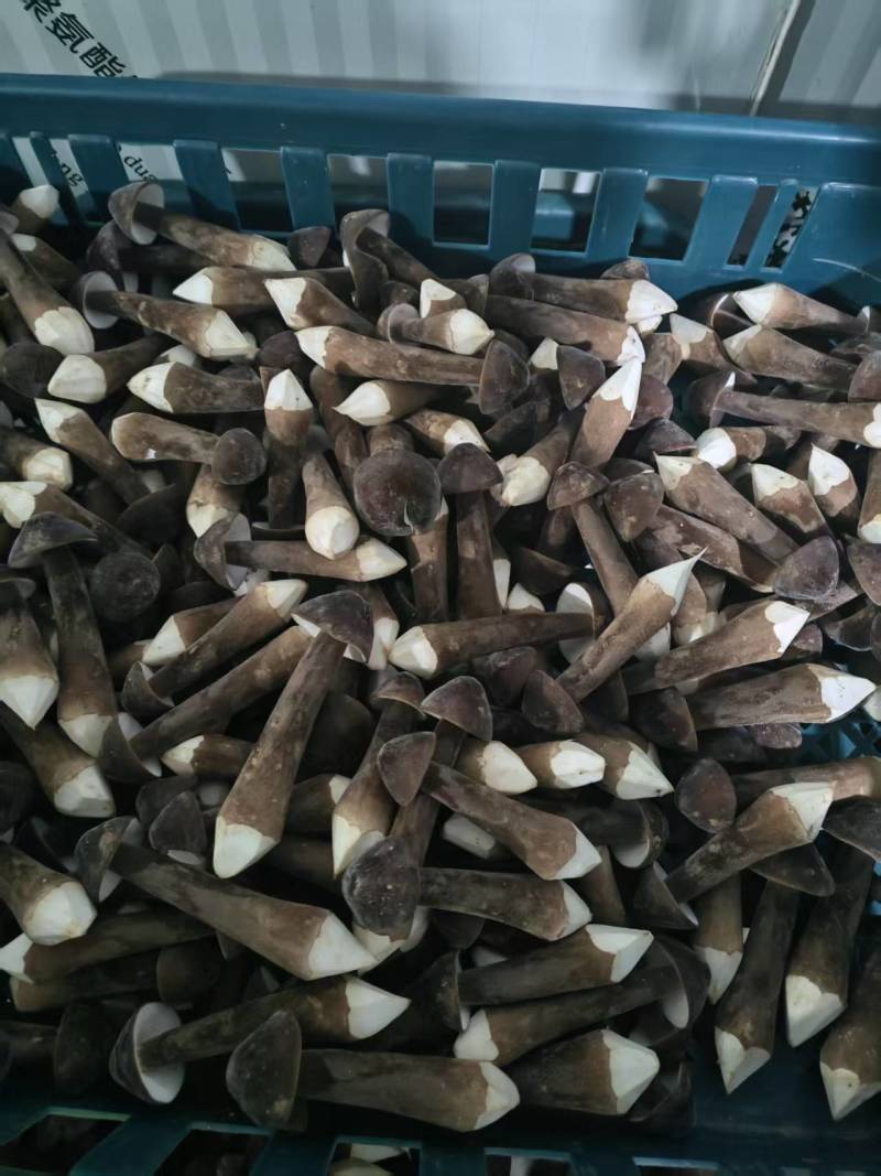 黑鸡枞菌