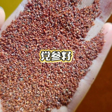 2025甘肃原产地白条党生种子
