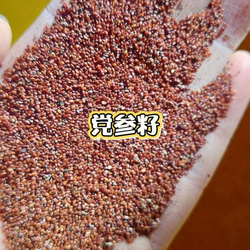 2025甘肃原产地白条党生种子