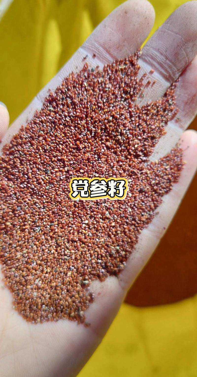 2025甘肃原产地白条党生种子