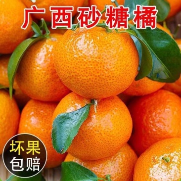 广西砂糖橘武鸣沙糖桔货源直采货源稳定代收代发代加工
