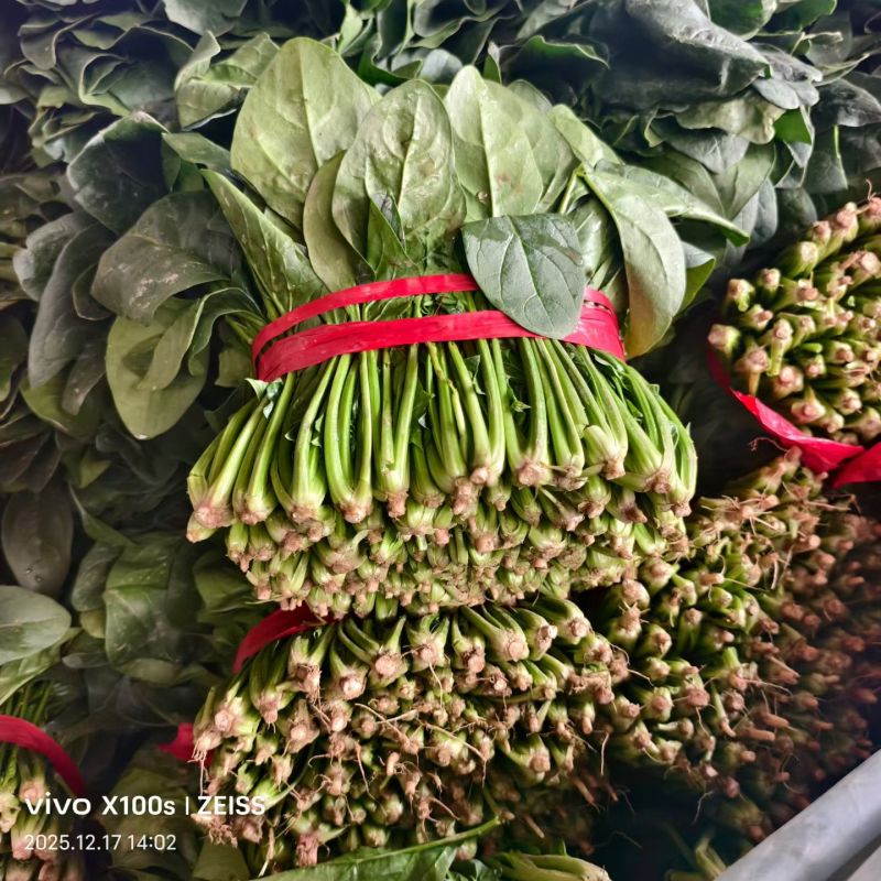 聊城大叶菠菜，聊城菠菜行情，精品菠菜