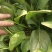 聊城大叶菠菜，聊城菠菜行情，精品菠菜